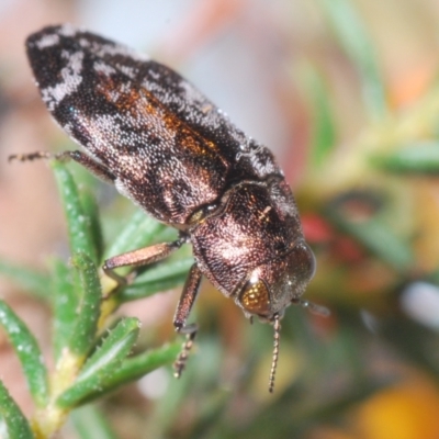 Diphucrania acuducta (Acuducta jewel beetle) at Aranda Bushland - 13 Sep 2023 by Harrisi