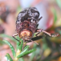 Diphucrania acuducta at Aranda, ACT - 14 Sep 2023