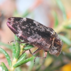 Diphucrania acuducta at Aranda, ACT - 14 Sep 2023