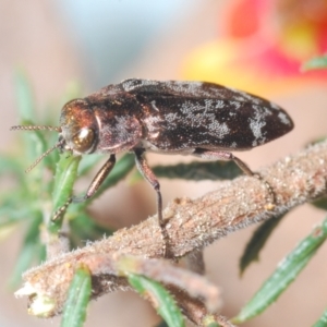 Diphucrania acuducta at Aranda, ACT - 14 Sep 2023 12:43 AM