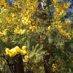 Acacia dealbata (Silver Wattle) at Point Hut to Tharwa - 25 Aug 2023 by member2022