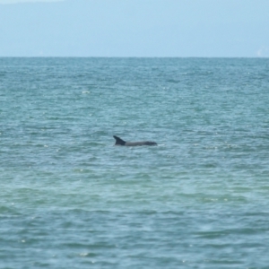Tursiops truncatus at Wellington Point, QLD - 7 Sep 2023 02:02 PM