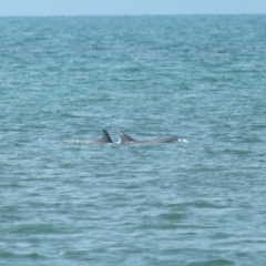 Tursiops truncatus at Wellington Point, QLD - 7 Sep 2023 02:02 PM
