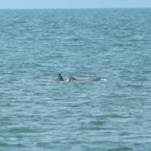 Tursiops truncatus at Wellington Point, QLD - 7 Sep 2023 02:02 PM