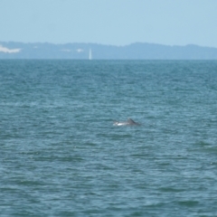 Tursiops truncatus at Wellington Point, QLD - 7 Sep 2023 02:02 PM