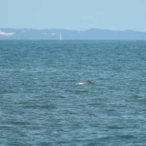 Tursiops truncatus at Wellington Point, QLD - 7 Sep 2023 02:02 PM