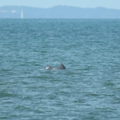 Tursiops truncatus at Wellington Point, QLD - 7 Sep 2023 02:02 PM