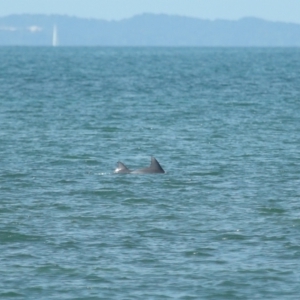 Tursiops truncatus at Wellington Point, QLD - 7 Sep 2023 02:02 PM