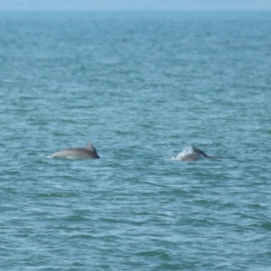 Tursiops truncatus at Wellington Point, QLD - 7 Sep 2023