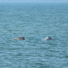Tursiops truncatus (Bottlenose Dolphin) at Wellington Point, QLD - 7 Sep 2023 by TimL