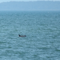 Tursiops truncatus at Wellington Point, QLD - 7 Sep 2023