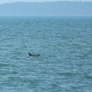 Tursiops truncatus at Wellington Point, QLD - 7 Sep 2023