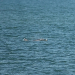 Tursiops truncatus at Wellington Point, QLD - 7 Sep 2023