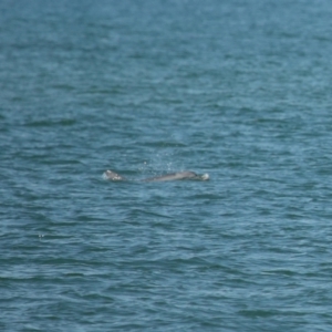 Tursiops truncatus at Wellington Point, QLD - 7 Sep 2023 02:05 PM