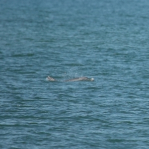 Tursiops truncatus at Wellington Point, QLD - 7 Sep 2023