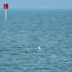 Tursiops truncatus at Wellington Point, QLD - 7 Sep 2023 02:05 PM