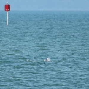 Tursiops truncatus at Wellington Point, QLD - 7 Sep 2023