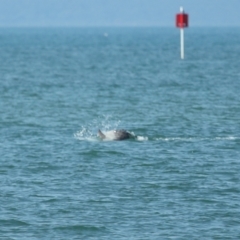 Tursiops truncatus at Wellington Point, QLD - 7 Sep 2023 02:05 PM
