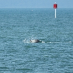 Tursiops truncatus at Wellington Point, QLD - 7 Sep 2023