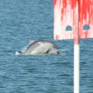 Tursiops truncatus at Wellington Point, QLD - 7 Sep 2023