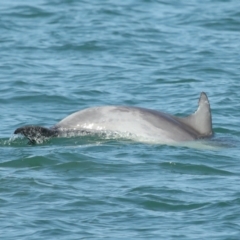 Tursiops truncatus at Wellington Point, QLD - 7 Sep 2023