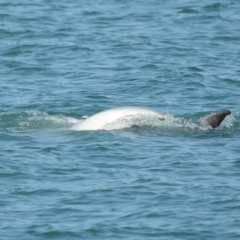 Tursiops truncatus at Wellington Point, QLD - 7 Sep 2023 02:11 PM