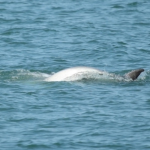 Tursiops truncatus at Wellington Point, QLD - 7 Sep 2023