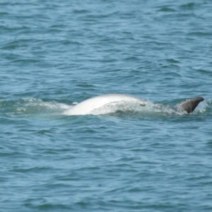 Tursiops truncatus at Wellington Point, QLD - 7 Sep 2023 02:11 PM
