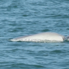 Tursiops truncatus at Wellington Point, QLD - 7 Sep 2023