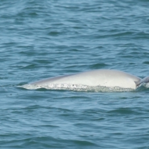 Tursiops truncatus at Wellington Point, QLD - 7 Sep 2023