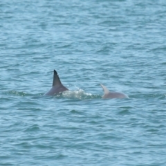 Tursiops truncatus at Wellington Point, QLD - 7 Sep 2023