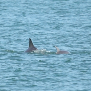 Tursiops truncatus at Wellington Point, QLD - 7 Sep 2023