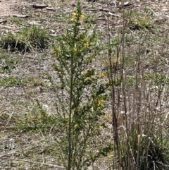 Genista monspessulana (Cape Broom, Montpellier Broom) at Crace Grasslands - 13 Sep 2023 by MattM