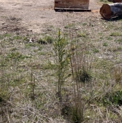 Genista monspessulana at Mitchell, ACT - 13 Sep 2023