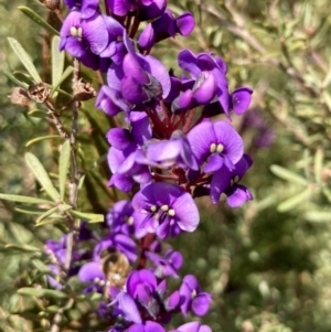 Hardenbergia violacea at Wamboin, NSW - 24 Aug 2023