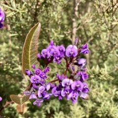 Hardenbergia violacea at Wamboin, NSW - 24 Aug 2023