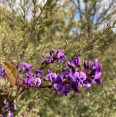 Hardenbergia violacea at Wamboin, NSW - 24 Aug 2023