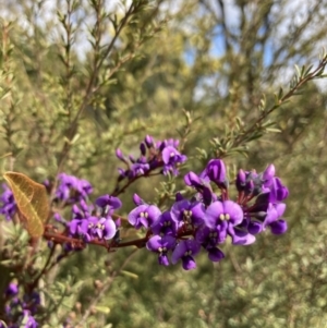 Hardenbergia violacea at Wamboin, NSW - 24 Aug 2023 11:51 AM