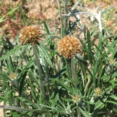 Euchiton sphaericus (star cudweed) at Collector, NSW - 20 Nov 2020 by JaneR