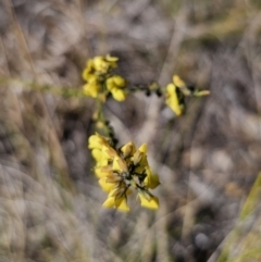 Sphaerolobium minus (Globe-pea) at East Lynne, NSW - 13 Sep 2023 by Csteele4