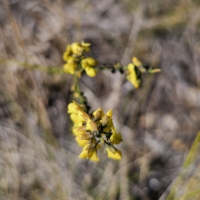 Sphaerolobium minus (Globe-pea) at East Lynne, NSW - 13 Sep 2023 by Csteele4