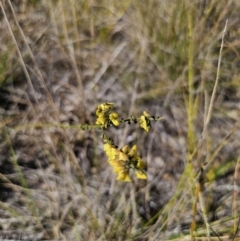 Sphaerolobium minus at East Lynne, NSW - 13 Sep 2023 02:26 PM