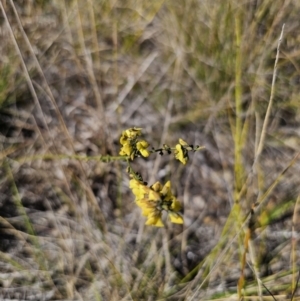 Sphaerolobium minus at East Lynne, NSW - 13 Sep 2023 02:26 PM