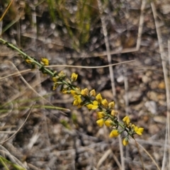 Sphaerolobium minus at East Lynne, NSW - 13 Sep 2023