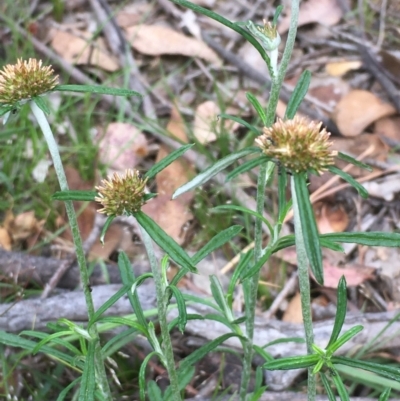 Euchiton sphaericus (Star Cudweed) at Oakdale Nature Reserve - 26 Nov 2020 by JaneR