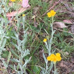 Chrysocephalum apiculatum (Common Everlasting) at Oakdale Nature Reserve - 26 Nov 2020 by JaneR