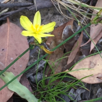 Tricoryne elatior (Yellow Rush Lily) at Oakdale Nature Reserve - 26 Nov 2020 by JaneR