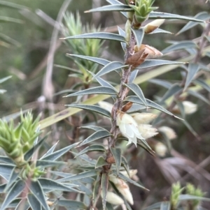 Melichrus urceolatus at Collector, NSW - 3 Oct 2022