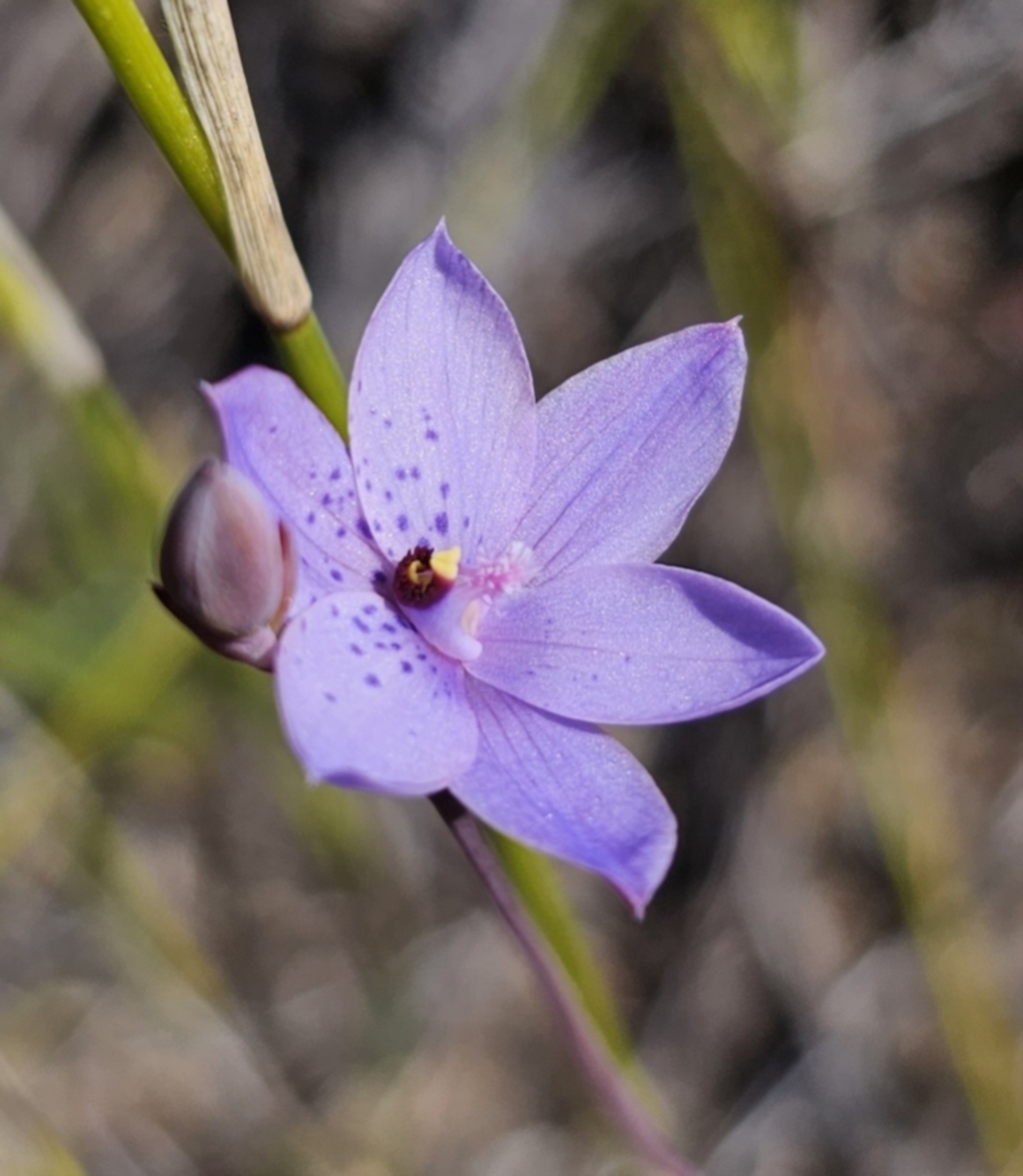 Thelymitra ixioides at East Lynne, NSW - 13 Sep 2023