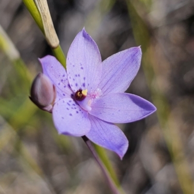 Thelymitra ixioides (Dotted Sun Orchid) at Murramarang National Park - 13 Sep 2023 by Csteele4